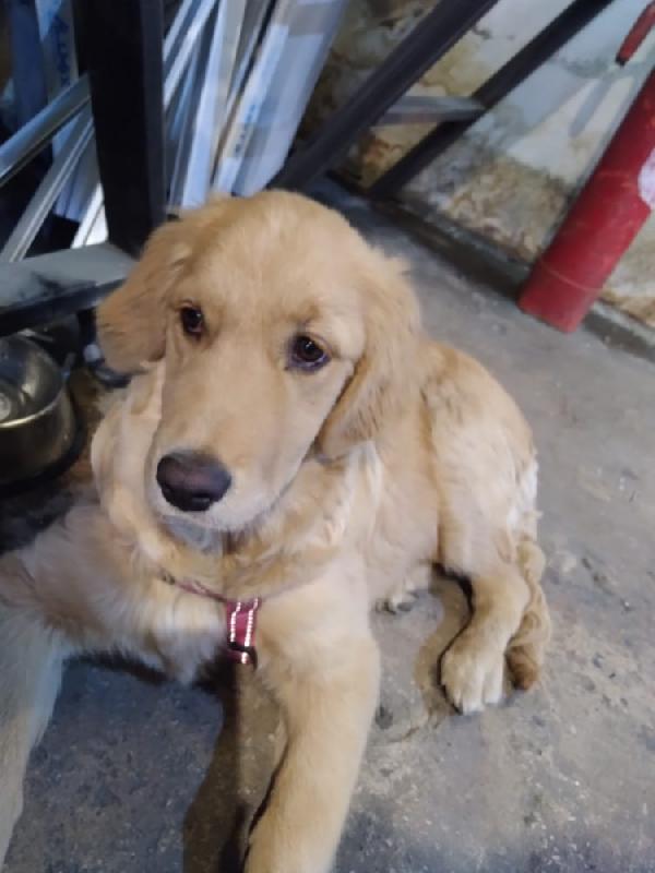 Stella, una meravigliosa Golden Retriver Foto 2